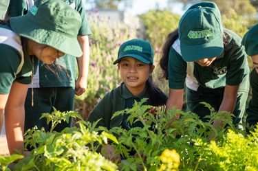 Colyton vegetable patch