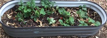 Strawberry-garden.jpg