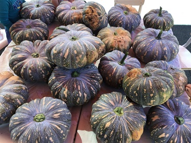 Centre-garden-haul.jpg