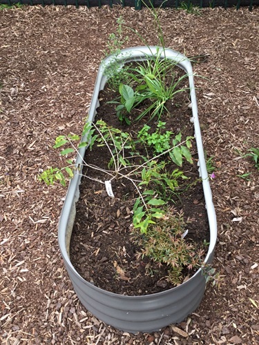 Dalmarri-garden.jpg