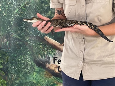 Reptiles-up-close.jpg