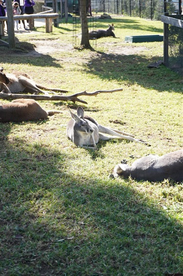Sydney-Zoo.jpg